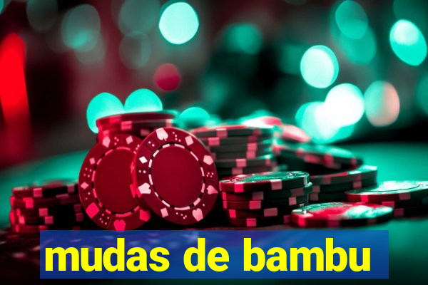 mudas de bambu